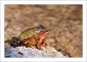 Animaux